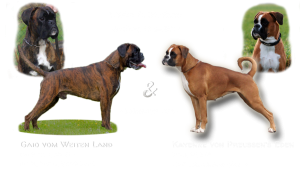 B-Wurf von Karistum
